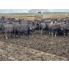 Image 5 : South Island Farms - 910# August Delivery Heifers - 140 Head (Bow Island, AB)