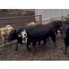 Image 3 : Birch Island Land & Cattle - 1050# June/July Delivery Heifers - 114 Head (Rhein, SK)