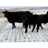 Image 5 : Stockwell Cattle Ltd. - 550# December Delivery Steer Calves - 70 Head (Macrorie, SK) VBP+