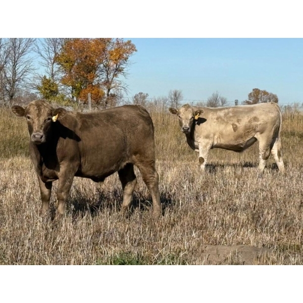 Ross L Seven Ranch Ltd. - 1027# October Delivery Grass Steers - 210 Head (Estevan, SK) VBP+