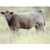 Image 4 : GW Murray Ranches - 515# October Delivery Steer Calves - 115 Head (Tompkins, SK)