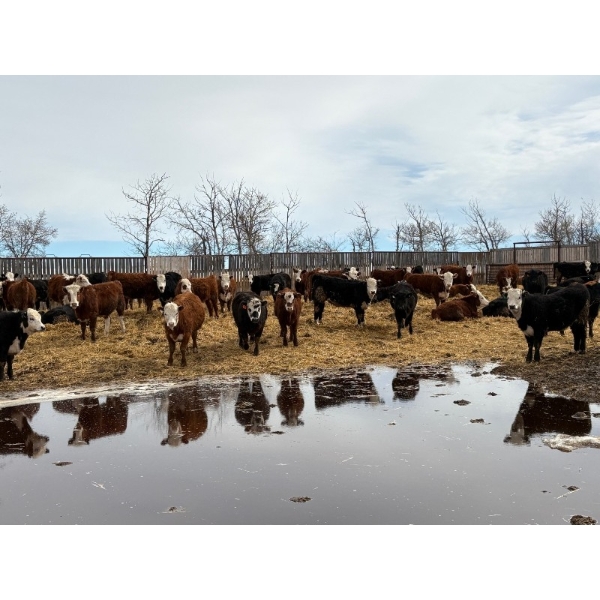 Four Harts Cattle Co. - 810# March Delivery Heifers - 75 Head (Vermilion, AB)