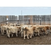 Image 7 : Lowe Ranches - 698# December Delivery Weaned Steers - 92 Head (Nanton, AB)