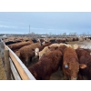 Image 3 : Range 45 Ranch Ltd. - 900# March Weaned Steers - 210 Head (Dewberry, AB)