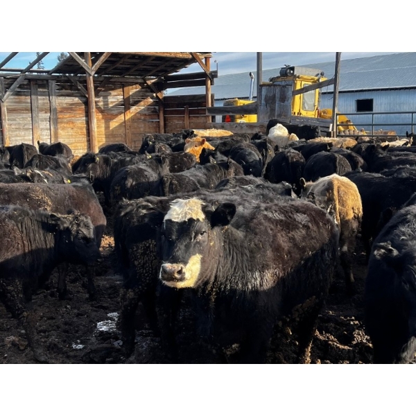 Fridlington Family Farms - 735# March Delivery Heifers - 80 Head (Kersley, BC)