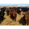 Image 2 : Van Hall Cattle Co. - 980# April Delivery Steers - 120 Head (Scandia, AB)