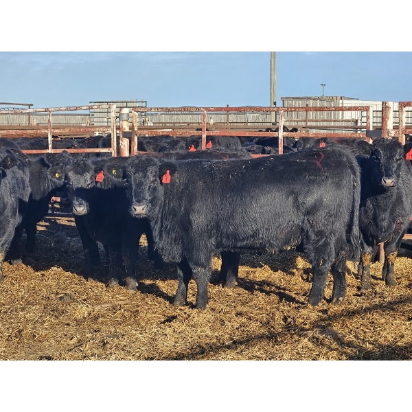 Richard Williams - 12 Black Heifers (Pen 418 - 420)