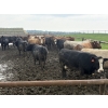 Image 7 : Cunningham Cattle Co. - 1675# Grain Fed Cows - 72 Head (Sundre, AB)