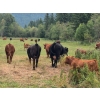 Image 9 : Brady Ranches - 740# October Delivery Steer Calves - 15 Head (Heffley Creek, BC)
