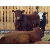 Image 6 : Resch Ranch - 950# March Weaned Steers - 195 Head (Leader, SK) VBP+