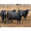 Image 3 : PSV Farms Ltd. - 880# May Delivery Heifers - 32 Head (Enchant, AB)