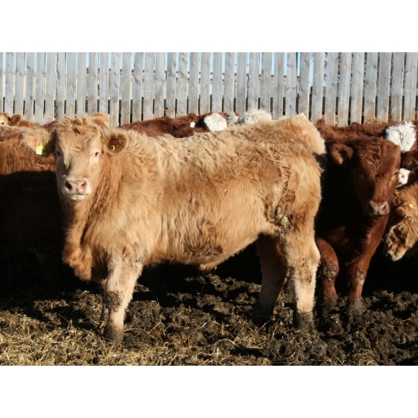 J&R Peterson - 1000# January Delivery Steers - 100 Head (Barnwell, AB)