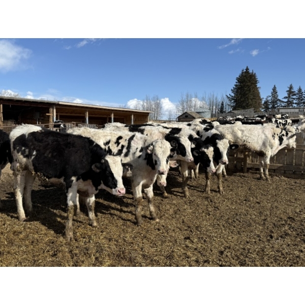 CS Livestock - 950# Holstein Steers - 18 Head (Rimbey, AB)