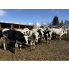 Image 1 : CS Livestock - 950# Holstein Steers - 18 Head (Rimbey, AB)