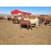 Image 2 : Cattlewood Farms Ltd. - 690# May Delivery Steers - 90 Head (Stirling, AB)