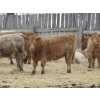 Image 7 : Vossepoel Cattle Co. - 630# December Delivery Weaned Heifers - 250 Head (Tilley, AB)