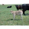 Image 7 : Circus Coulee Cattle - 550# November Delivery Steer Calves - 100 Head (Dorothy, AB) 