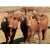 Image 4 : Van Hal Livestock Inc. - 725# May Delivery Heifers - 228 Head (Seven Persons, AB)