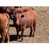 Image 8 : PSV Farms Ltd. - 880# May Delivery Heifers - 35 Head (Enchant, AB)