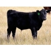Image 7 : JR Cattle Company Ltd. - 550# October Delivery Steer Calves - 30 Head (Fort Macleod, AB)