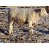 Image 11 : Munro Farms - 980# March Delivery Steers - 140 Head (Kelwood, MB)