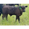 Image 4 : Vredegoor Ranch - 500# October Delivery Steer Calves - 200 Head (Handhills, AB)