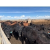 Image 7 : Carl Chomistek - 950# March Delivery Steers - 240 Head (Rolling Hills, AB)