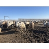 Image 5 : 6U Cattle Company - 880# April Delivery Heifers - 145 Head (Manning, AB) VBP+
