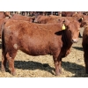 Image 2 : A&S Farms - 30 Red Replacement Heifers (Coaldale, AB)