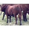 Image 7 : Sande Cattle Company - 720# October Steer Calves - 85 Head (Olds, AB)