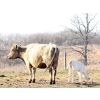 Image 4 : Black Powder Cattle Company - 35 June Delivery Exotic X Pairs (Oxbow, SK)