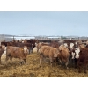Image 5 : Clayton & Bailey Smith, Austin Hines - 1020# September Delivery Grass Heifers - 300 Head 