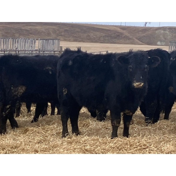 Echo Springs Ranching - 655# February Delivery Heifers - 95 Head (Granum, AB)