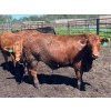 Image 11 : Lenny Brubacher - 1165# July Delivery Steers - 104 Head (Winnipegosis, MB)