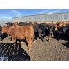 Image 5 : Brian Perillat - 760# March Delivery Steers - 70 Head (Olds, AB)