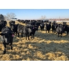 Image 9 : Cattlewood Farms Ltd. - 780# February Delivery Heifers - 156 Head (Vauxhall, AB)