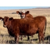 Image 1 : McIntyre Ranch - 20 Red March/April Calving Bred Heifers (Magrath, AB)
