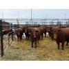 Image 2 : Spruce Ridge Farms - 11 3-4 Year-Old Cows (Pen 441B)