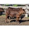 Image 16 : Allan & Janet Nameth - 600# November Delivery Steer Calves - 95 Head (Cupar, SK) VBP+