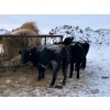 Image 5 : Vern Campbell - 900# December Delivery Yearling Steers- 50 Head (North Battleford, SK)