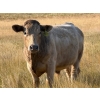 Image 7 : Riverbend Ranch - 1040# October Delivery Grass Steers - 280 Head (Scotfield, AB)