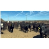 Image 9 : Cross Bar Ranch - 1050# May Delivery Steers - 205 Head (Consort, AB)