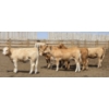 Image 3 : Cattlewood Farms Ltd. - 735# June Delivery Heifers - 57 Head (Fincastle, AB)