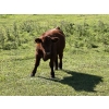 Image 4 : Jensen Farms - 620# October Delivery Steer Calves - 50 Head (Airdrie, AB)