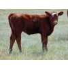 Image 10 : Endersby Ranching - 490# October Delivery Heifer Calves - 100 Head (Youngstown, AB)