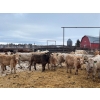 Image 6 : Franklin Cattle Co. - 625# December Weaned Steers - 78 Head (Marwayne, AB)