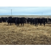 Image 5 : Ripple Rock Ranch - 790# March Delivery Weaned Heifers  -104 Head (Fincastle, AB)