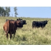 Image 14 : Lone Star Cattle Co. - 1040# Sept/Oct Delivery Grass Steers - 390 Head (Buck Lake, AB)