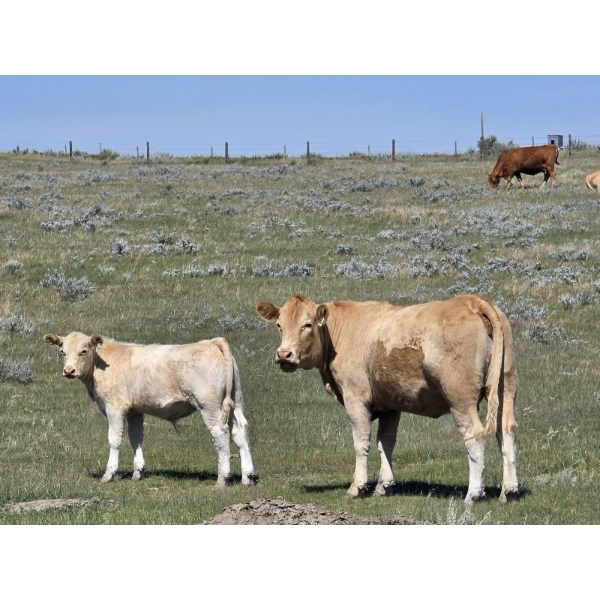 Hecker Farms Ltd. - 600# Steer Calves - 90 Head (Piapot, SK)