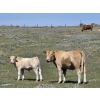 Image 1 : Hecker Farms Ltd. - 600# Steer Calves - 90 Head (Piapot, SK)